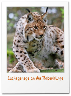 Luchsgehege an der Rabenklippe